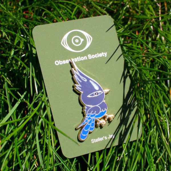 Observation - Steller's Jay - Pin、mySite、garagedoors4me