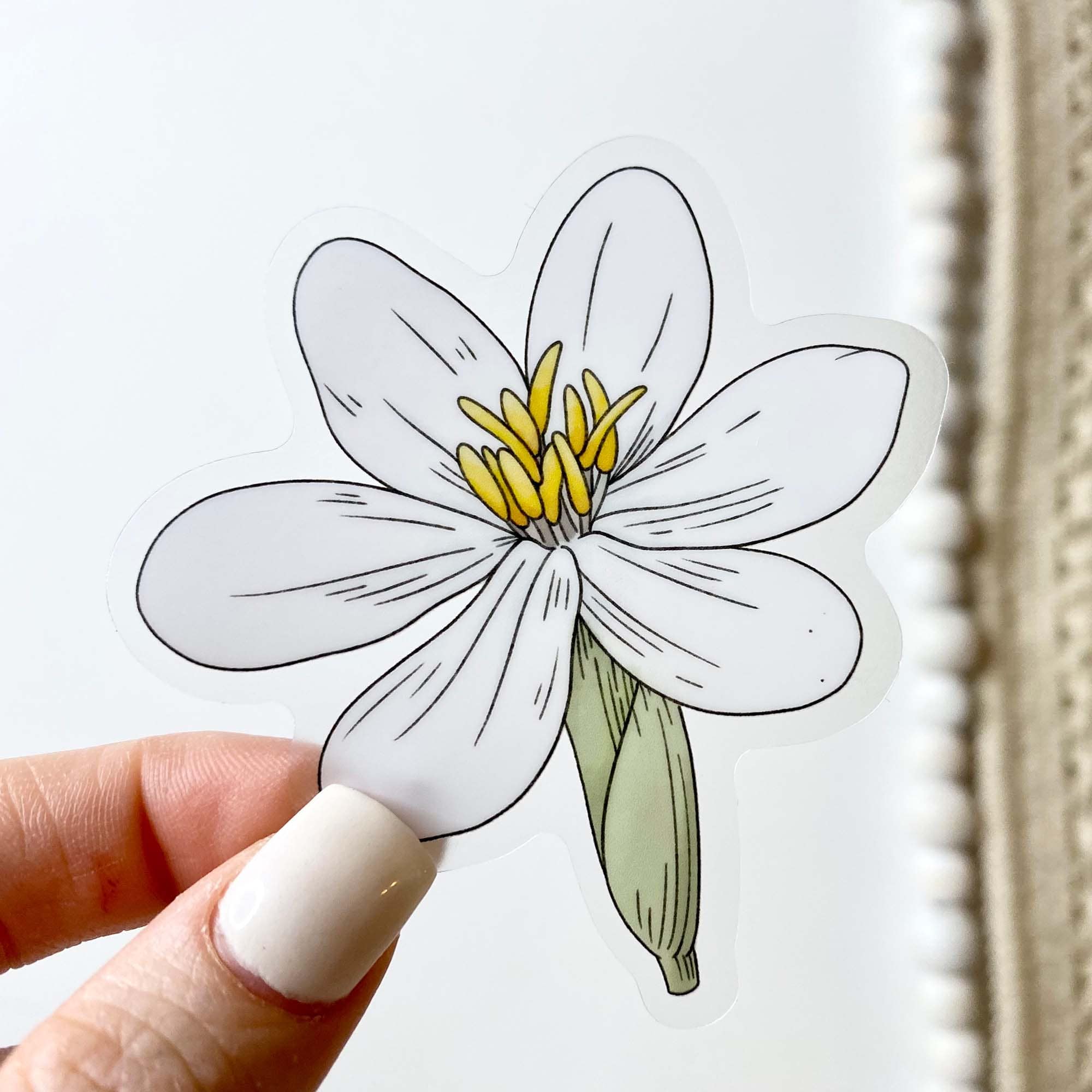 Eleutherine Bulbosa - Botanical Clear Sticker、mySite、ghnorth