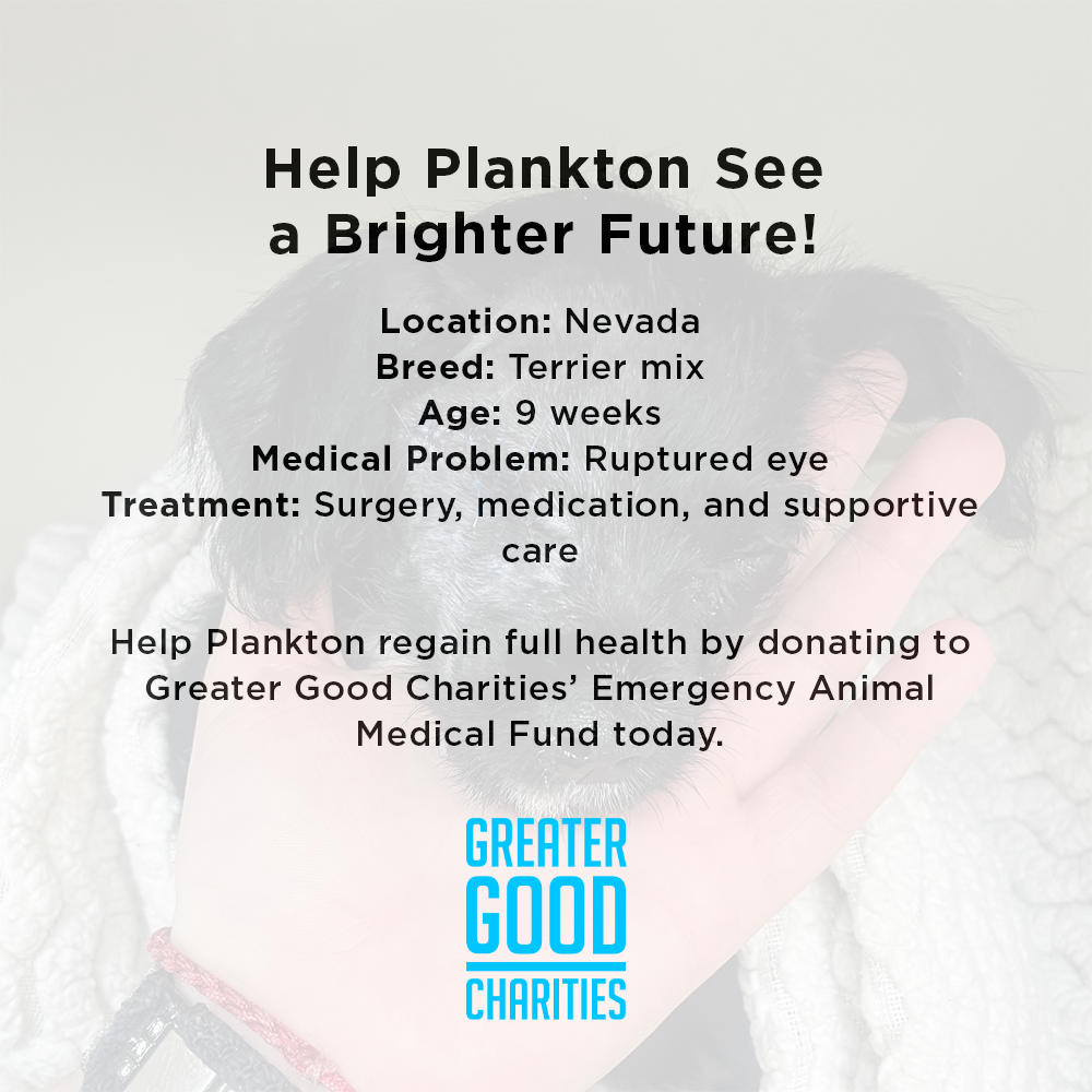 Funded: Help Plankton See a Brighter Future、mySite、camillekostekn
