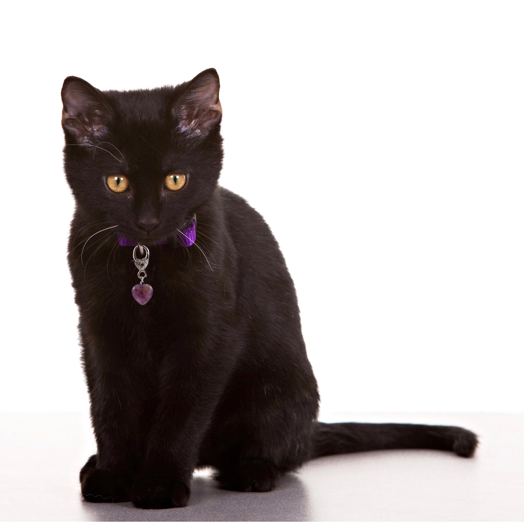 Healing Crystal Pet Charm Amethyst Pet Pendant- Protection、mySite、g9winljtr