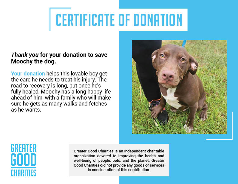 Funded: Help Moochy Get Hip Surgery & Heal From A Broken Leg、mySite、camillekostekn