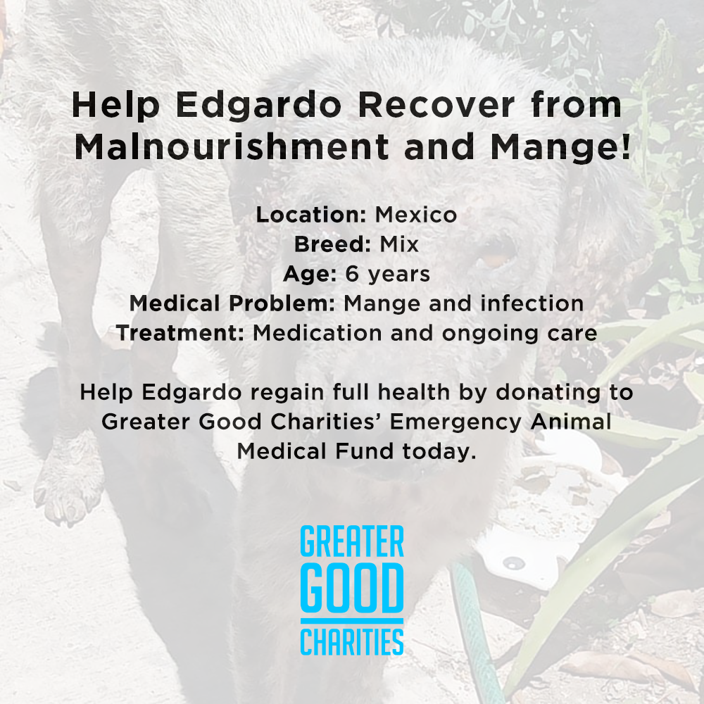 Funded: Help Edgardo Recover from Malnourishment and Mange、mySite、camillekostekn