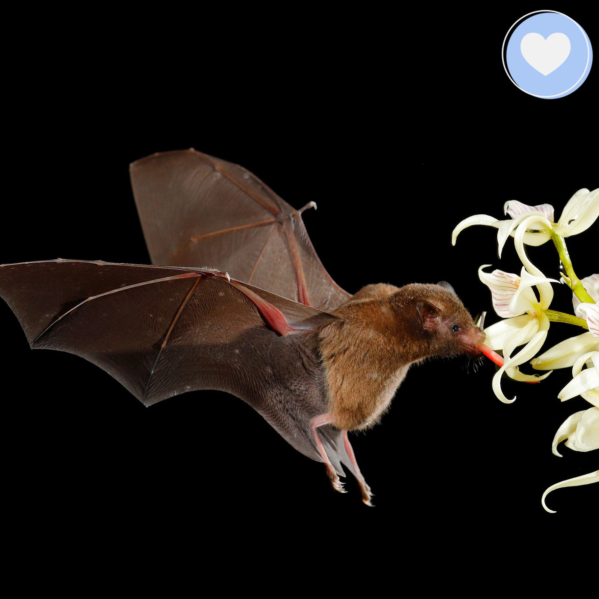 Giving Tuesday: Act Now Before Critically Endangered Species Disappear、mySite、camillekostekn