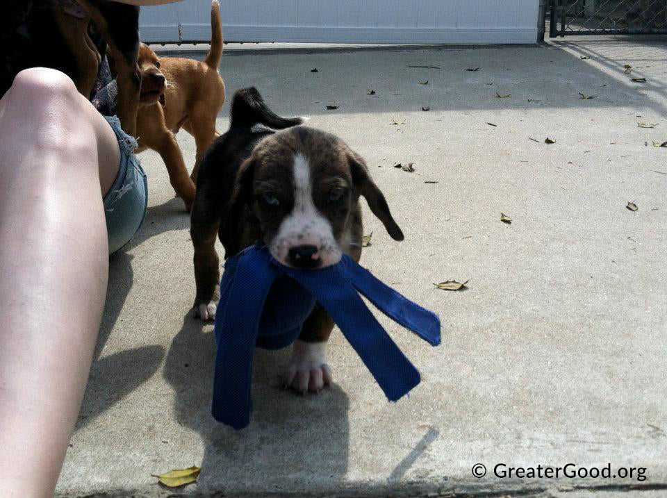 6th Annual Holiday Toy & Treat Drive: Bring Joy To a Shelter Pet、mySite、camillekostekn