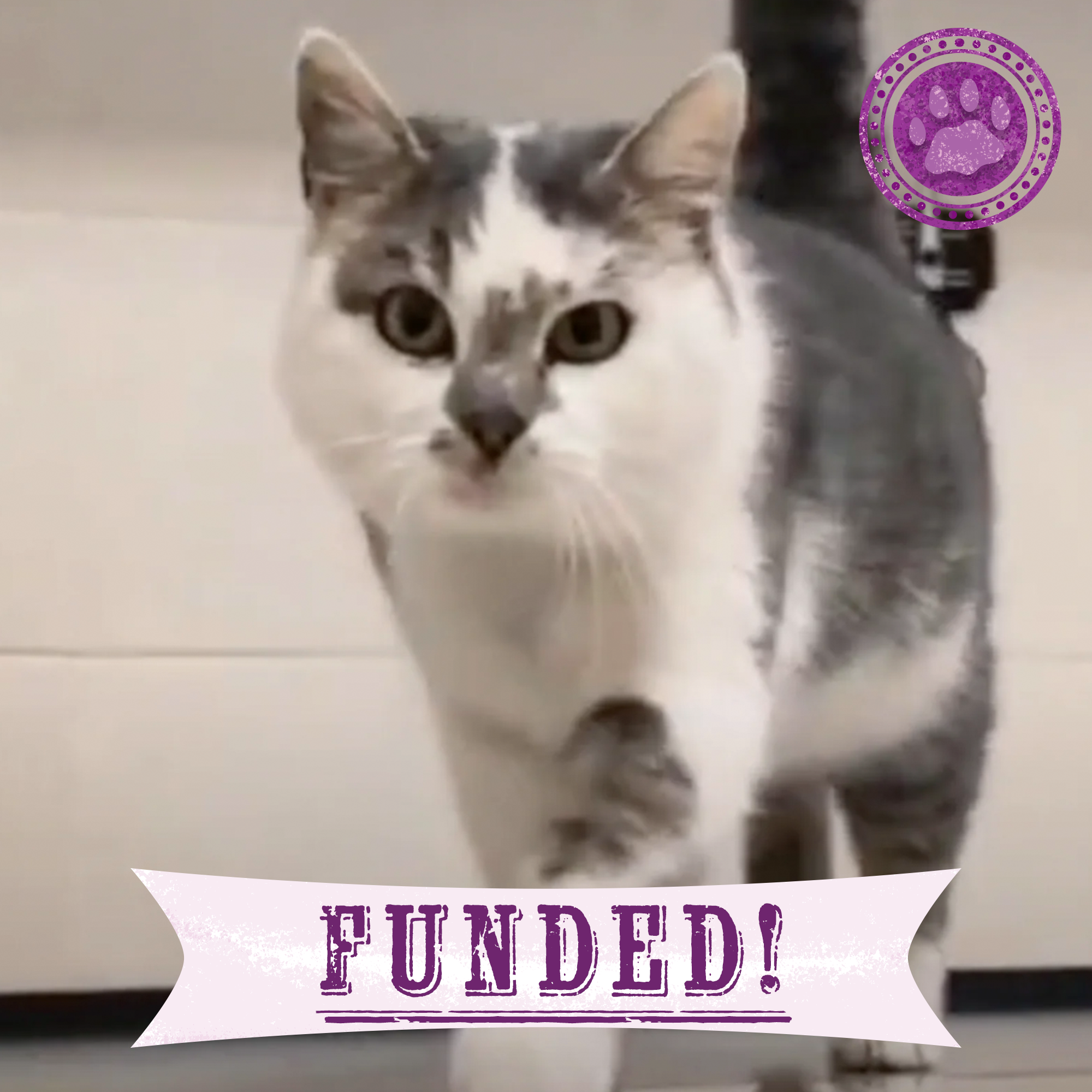 Funded: Starving Cat Rescued from Destroyed Village Needs Emergency Care、mySite、camillekostekn