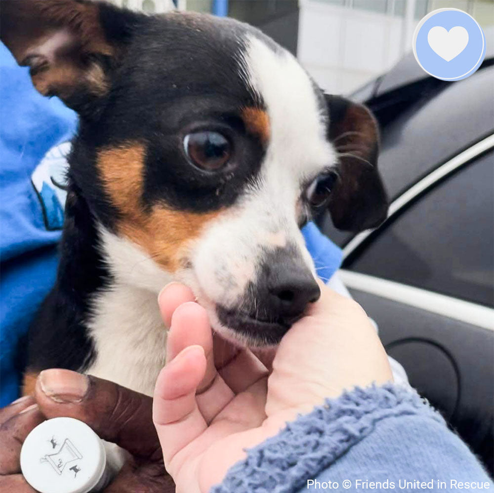 Funded: Help Heal Hailey's Broken Leg、mySite、camillekostekn