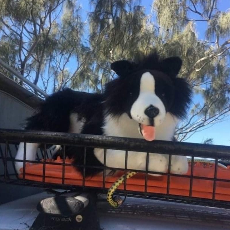 Large Size Border Collie Hand-Crafted Eco-Friendly Size 62cm/24.5.、mySite、g9winljtr