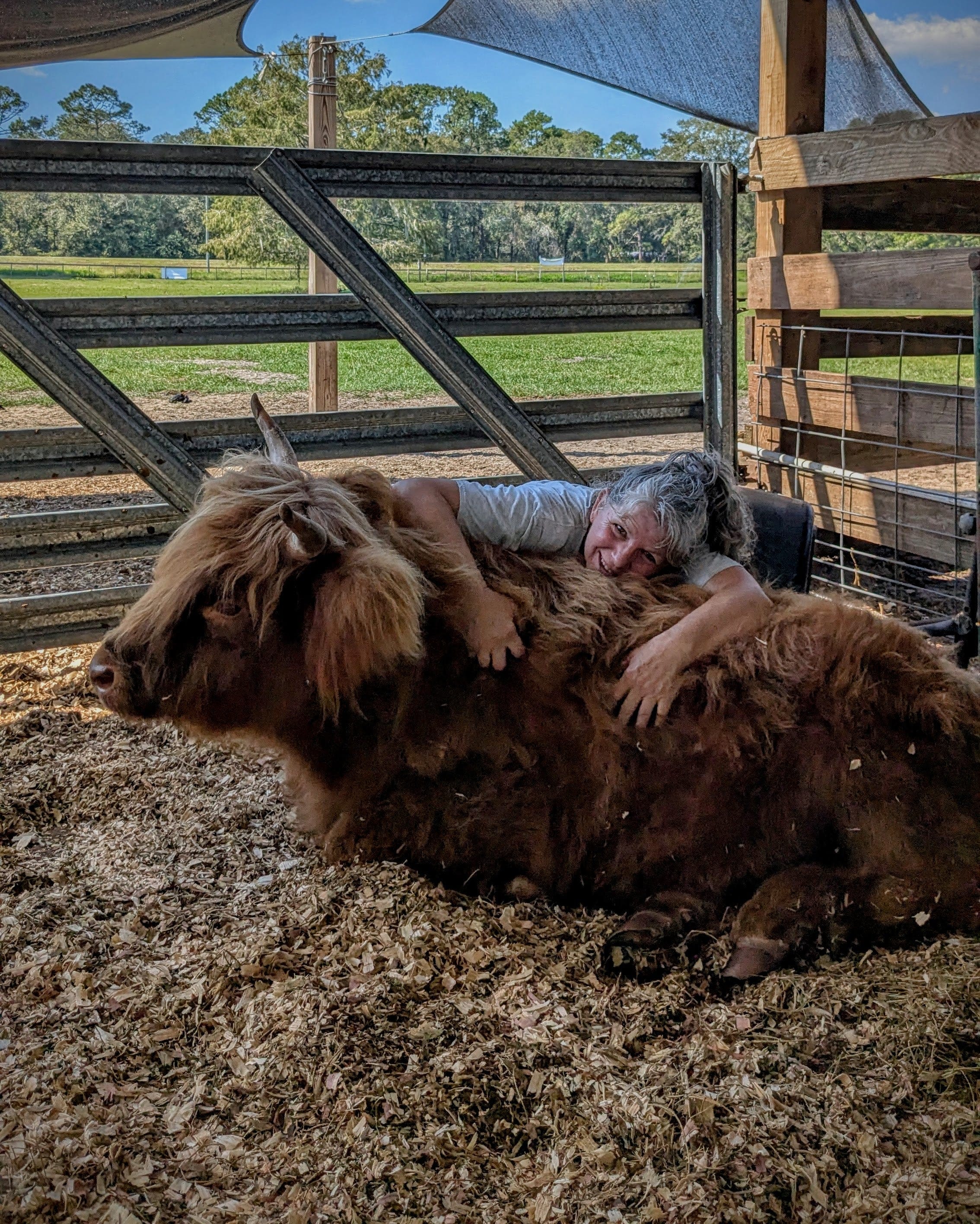 Cow Cuddle EXPERIENCES Gift Certificate-Great Gift Idea!、mySite、g9winljtr