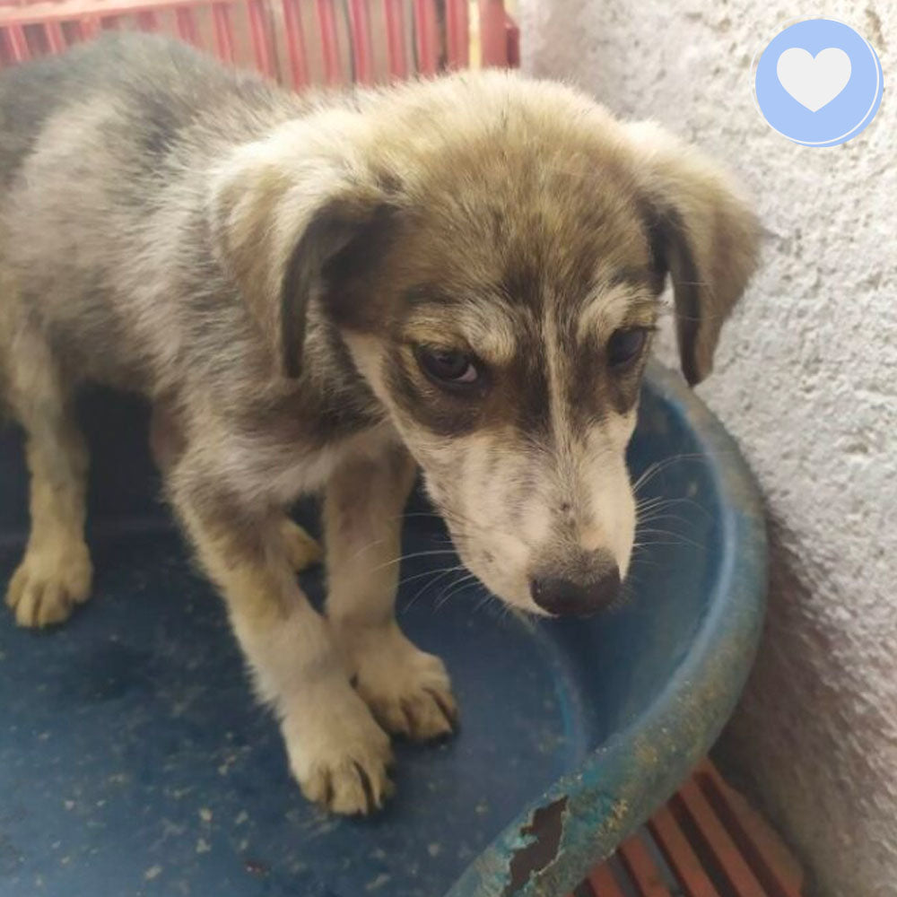 Funded: Give Aphrodite a Chance to Survive and Thrive、mySite、camillekostekn