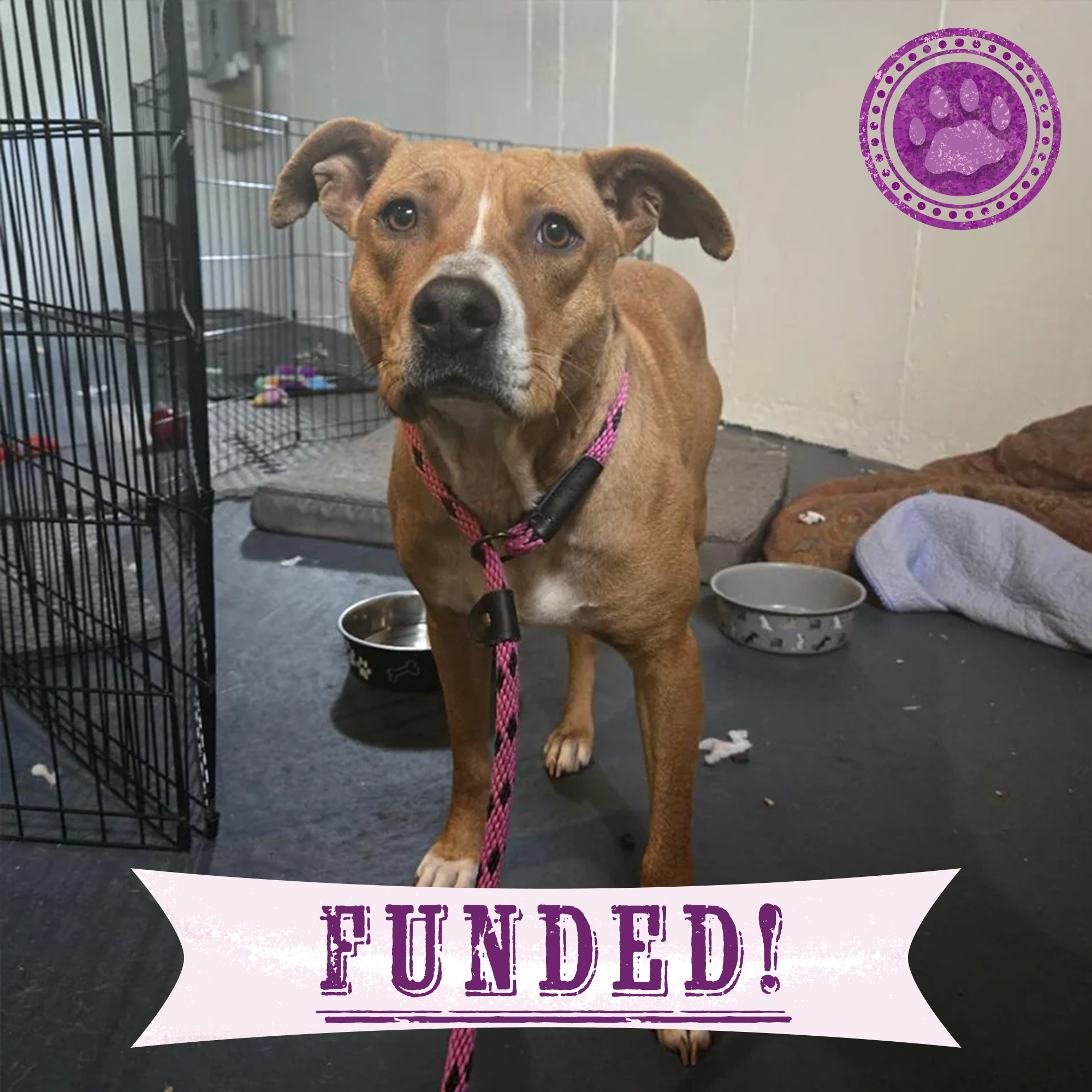 Funded: Help Free Reddy from Her Chains、mySite、camillekostekn