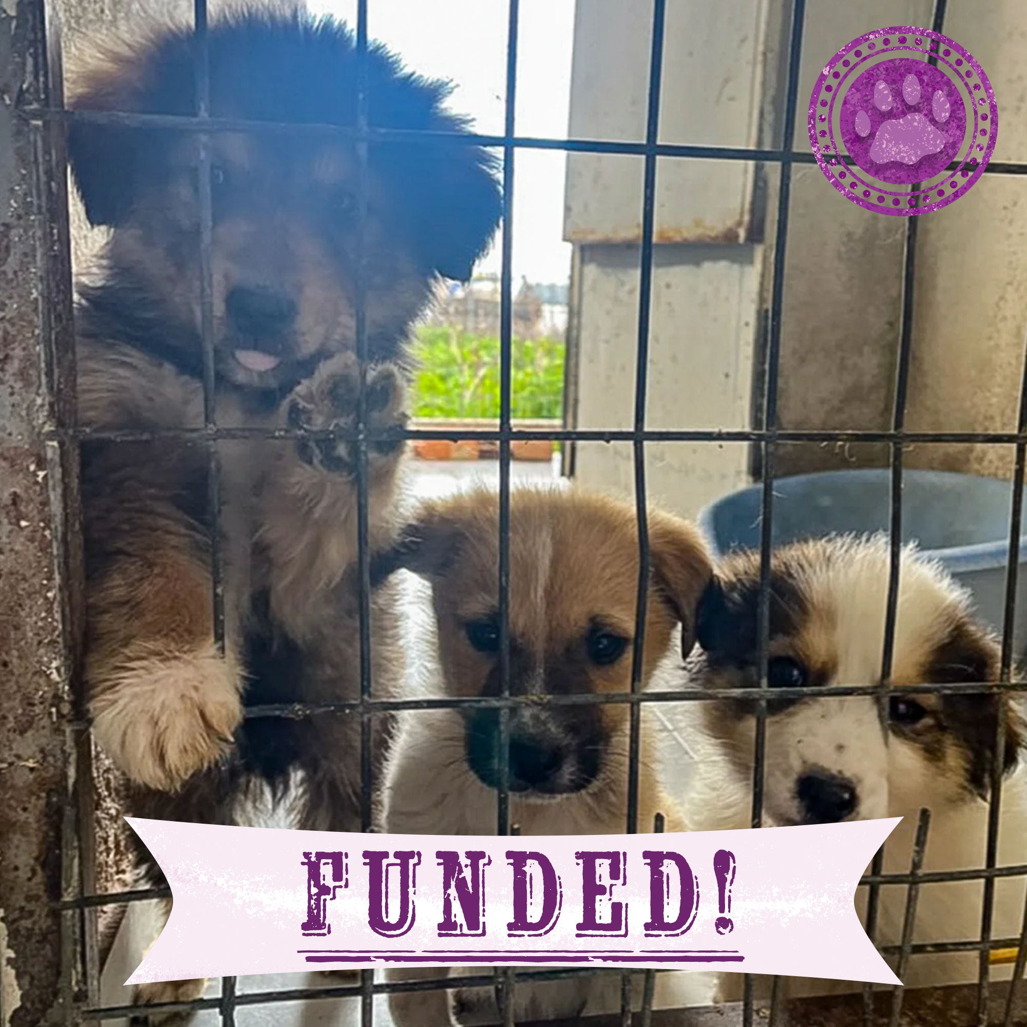 Funded: Help Rusty, Dusty, and Trusty Grow Up Healthy、mySite、camillekostekn