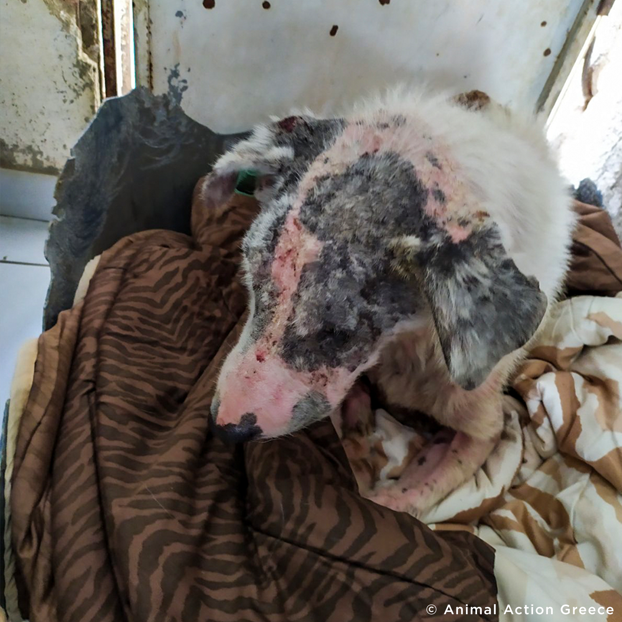 Funded: Help Ghost Recover From Painful Skin Infection、mySite、camillekostekn
