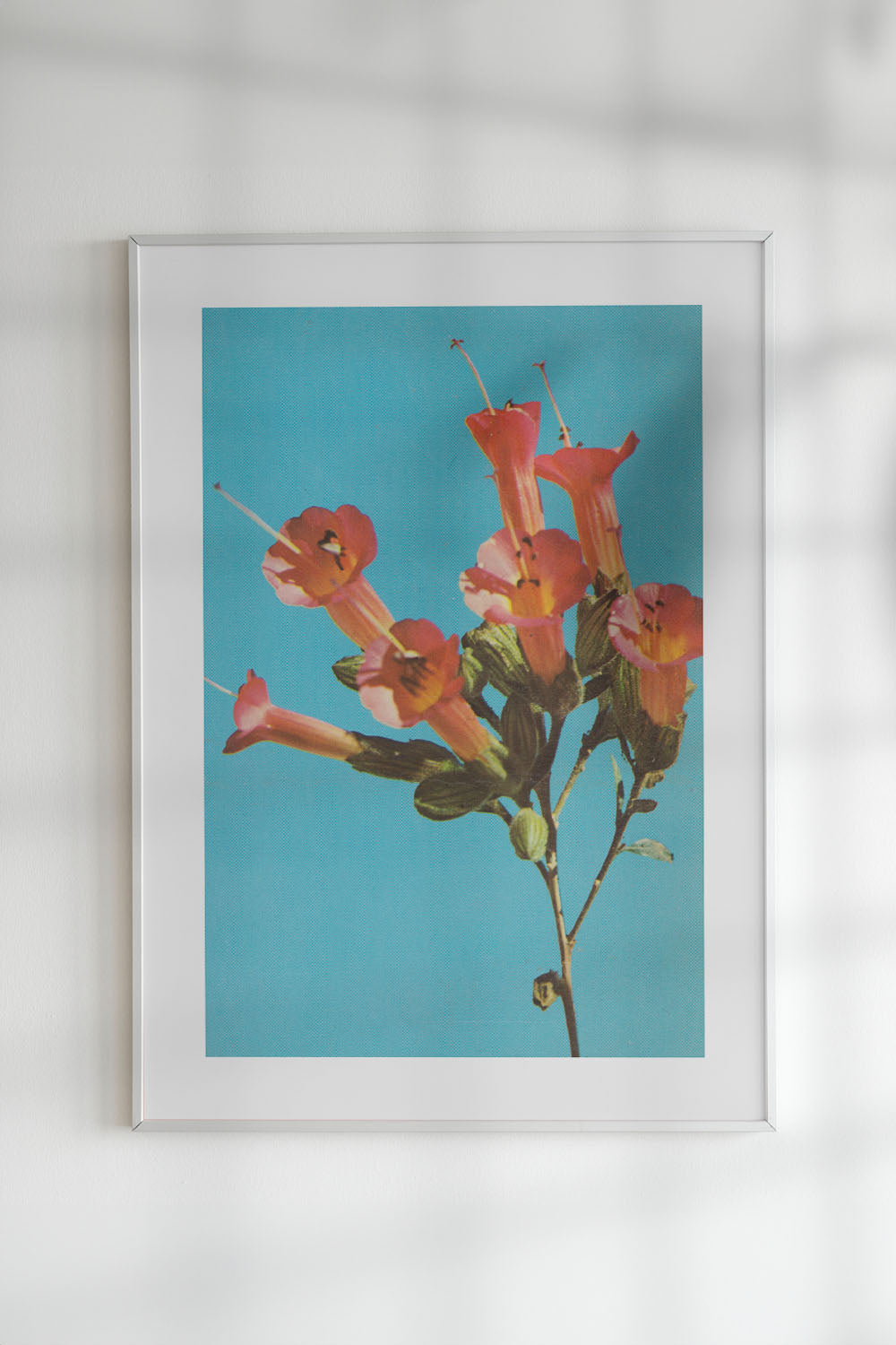 Kantuta Flower Pink Blossoms Teal Sky Fine Art Print、mySite、gigharbornorthrealestate