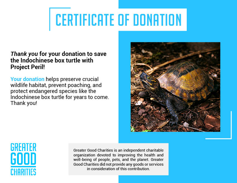 Project Peril: Help Save the Indochinese Box Turtle、mySite、camillekostekn