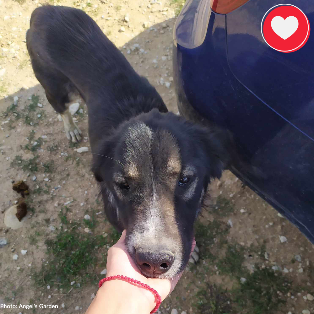 Help Spay/Neuter & Give Critical Medical Care To Dogs Living At Dump、mySite、camillekostekn