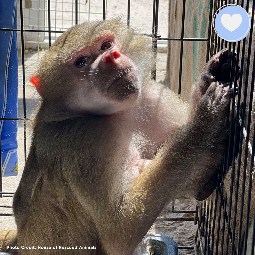 Funded: Help Zosia Heal from a Life of Neglect、mySite、camillekostekn