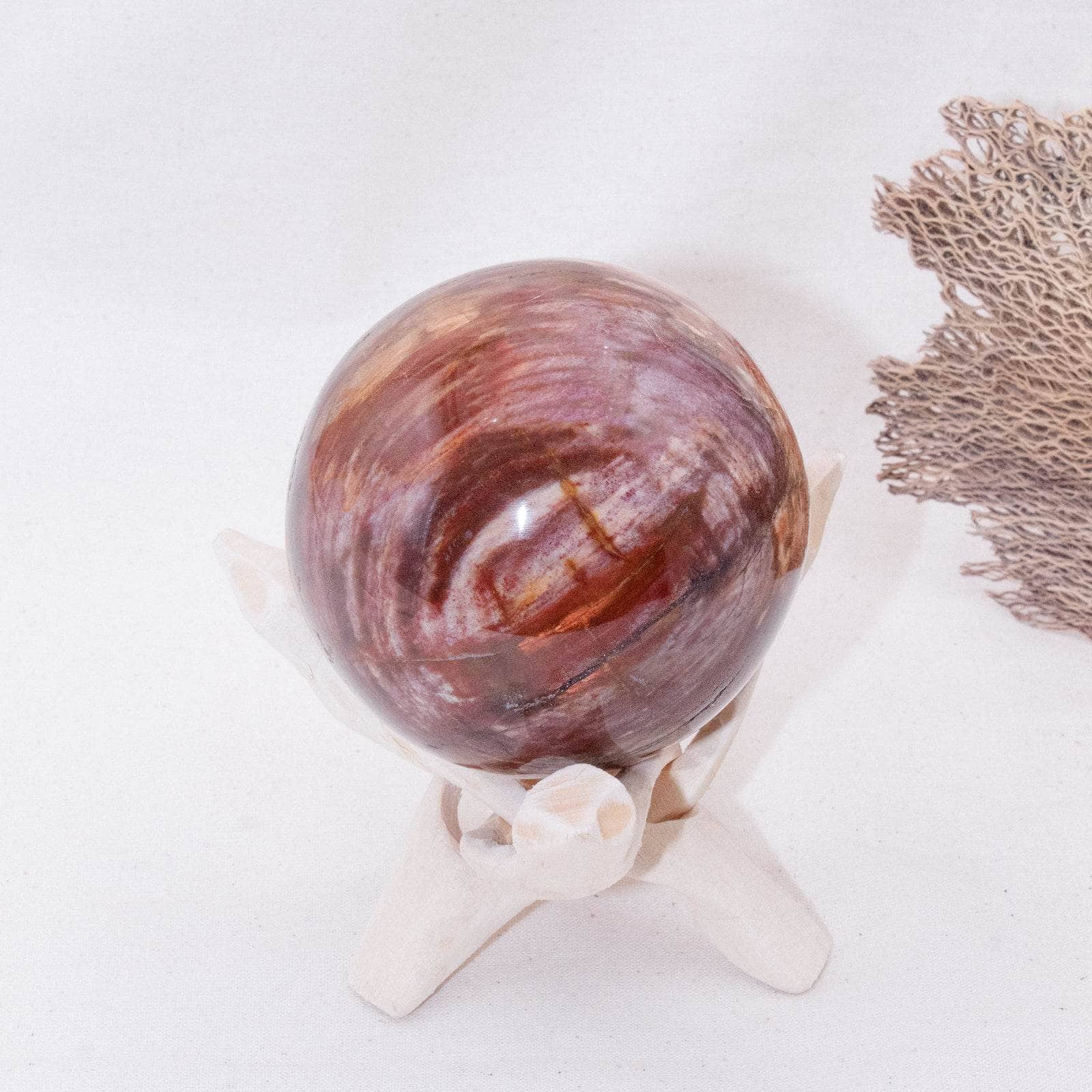 Petrified Wood Sphere - AAA Premium Quality、mySite、hinf8tx79