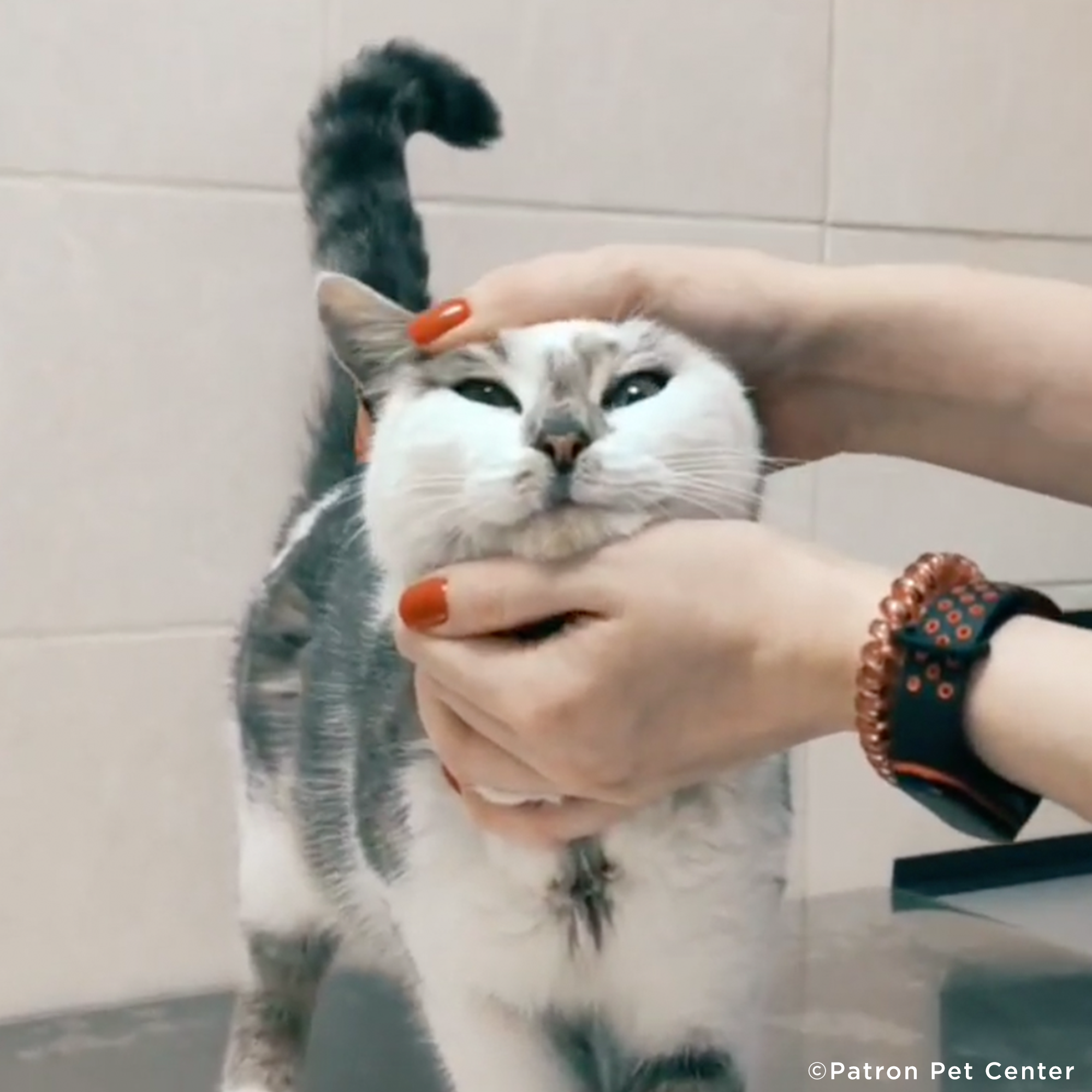 Funded: Starving Cat Rescued from Destroyed Village Needs Emergency Care、mySite、camillekostekn