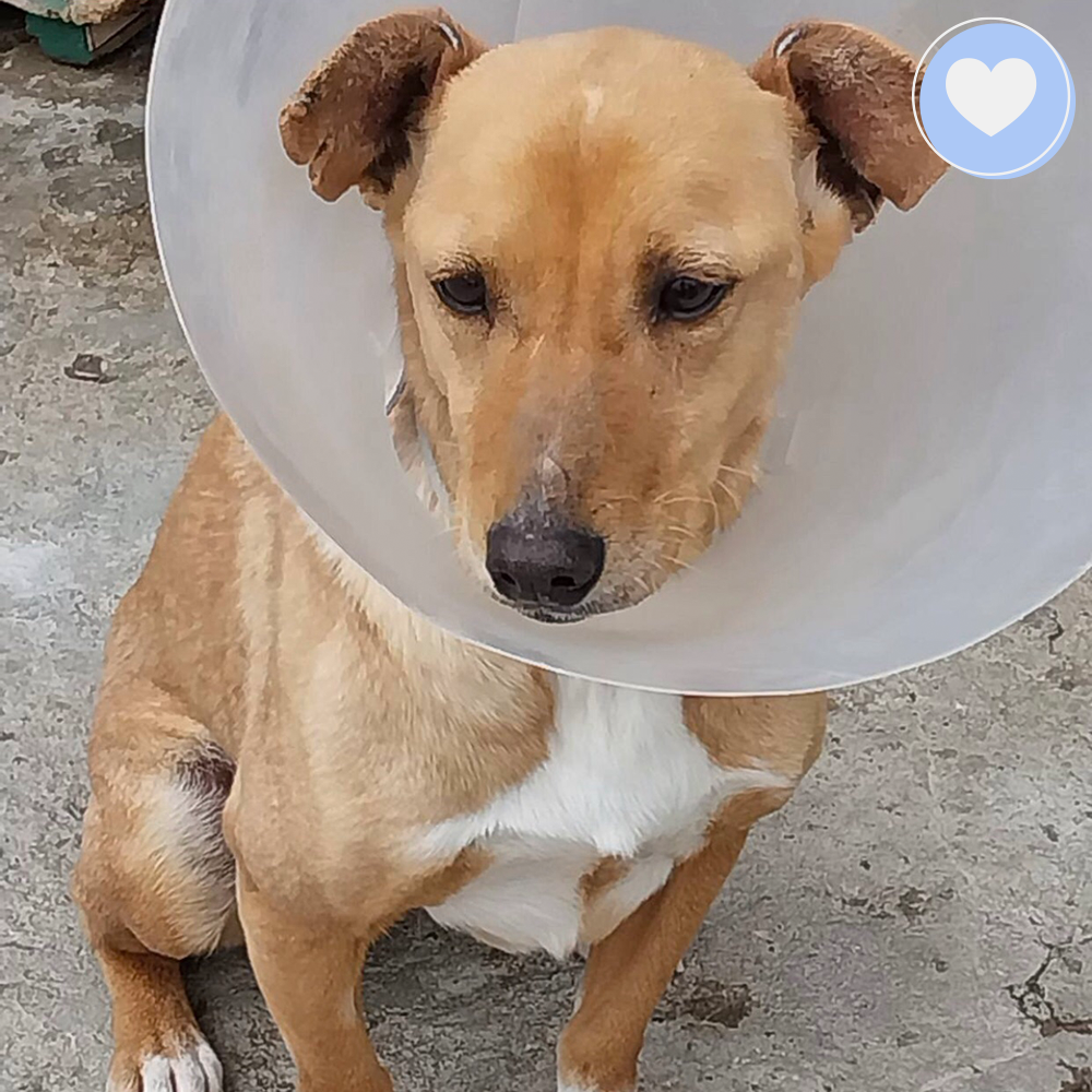 Funded - Help Boyana Heal From Hernia、mySite、camillekostekn