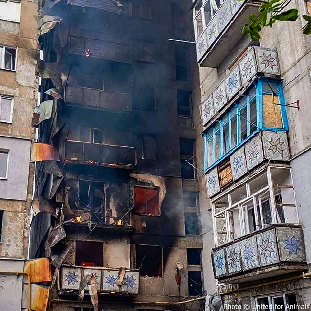 Civilians Targeted! Help Homeless Victims Rebuild From Ruthless Missile Strikes、mySite、camillekostekn