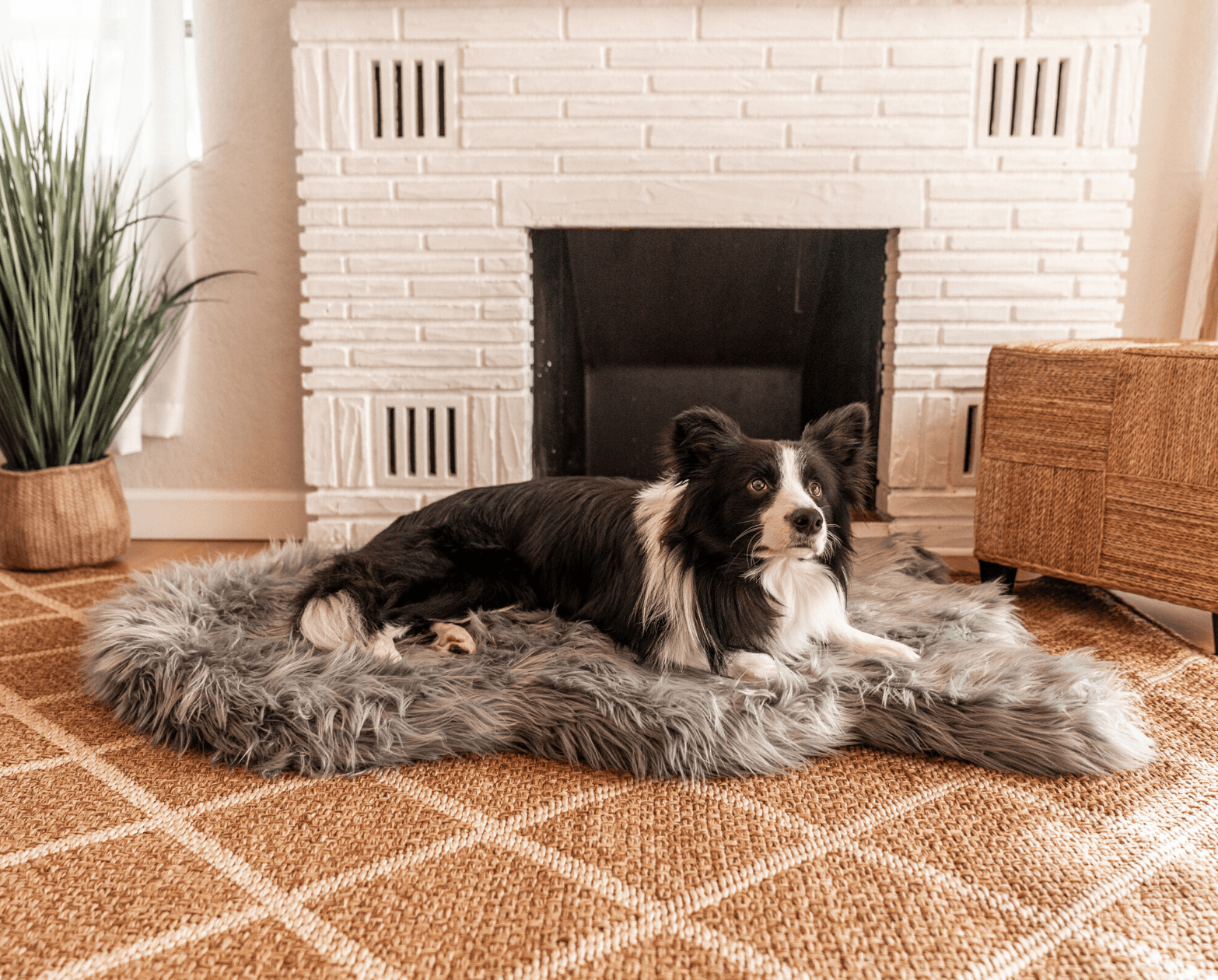PupRug by Paw.com™ Faux Fur Orthopedic Dog Bed - Curve Charcoal Grey、mySite、solidvoid