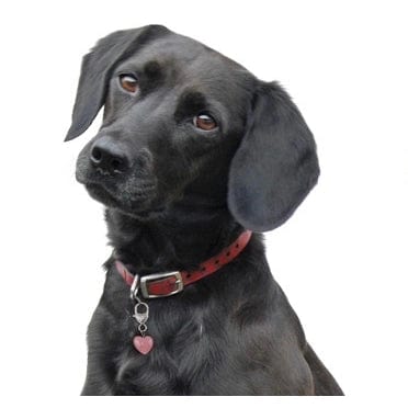 Crystal Rose Quartz Healing Pet Pendant Harmony、mySite、g9winljtr