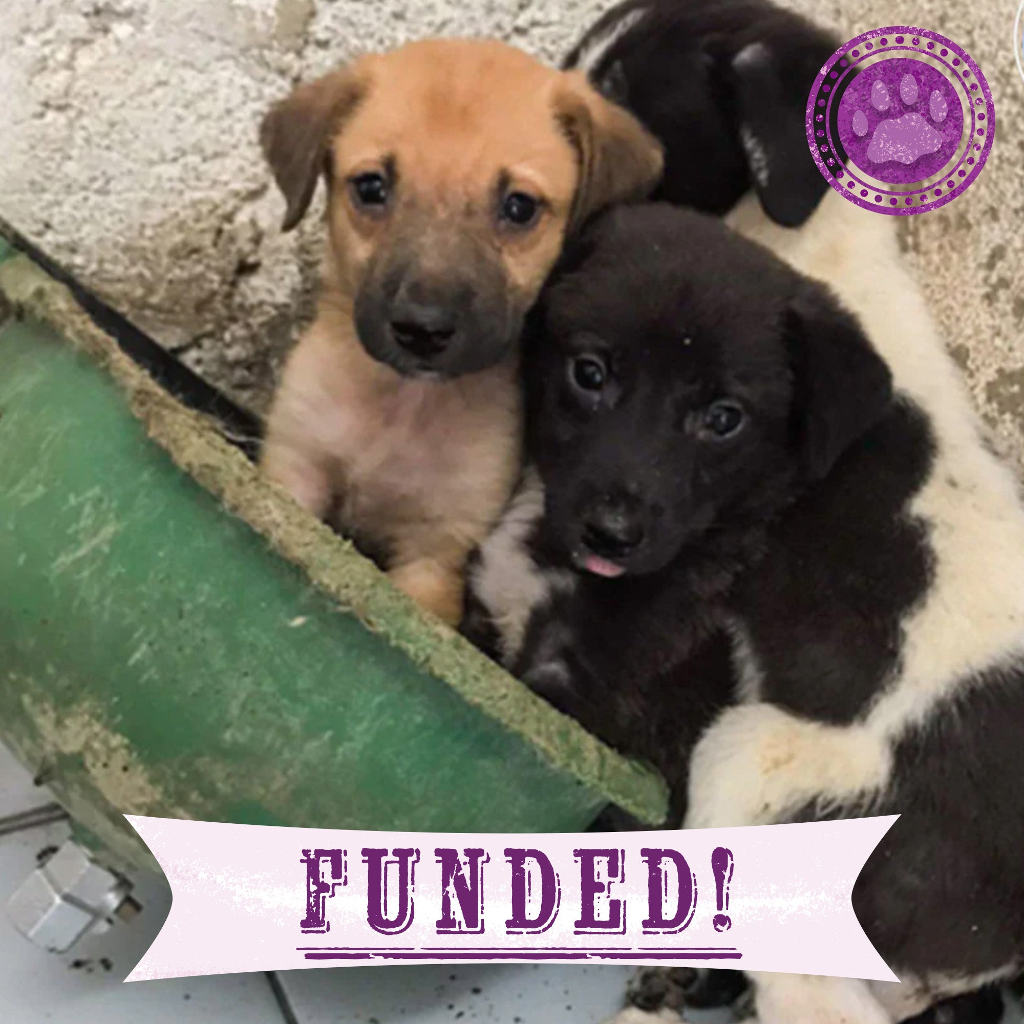 Funded: Help Hera, Iris, and Selene Beat Sickness and Malnutrition、mySite、camillekostekn