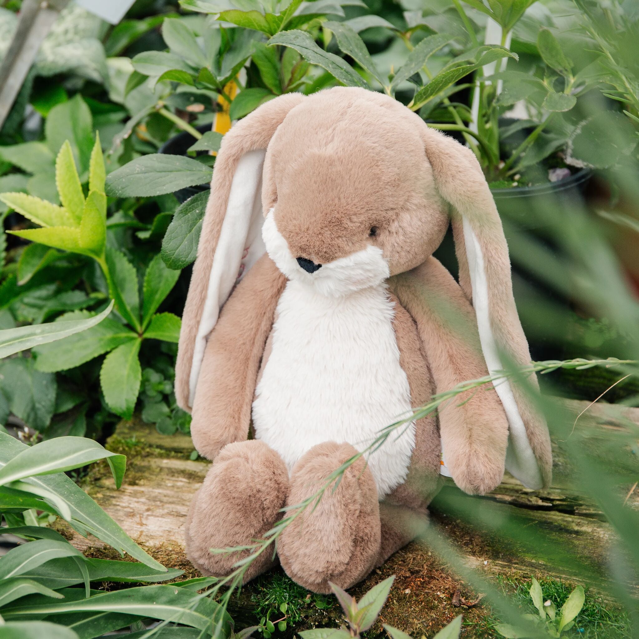 Little 12 Floppy Nibble Bunny - Ginger Snap、mySite、g9winljtr