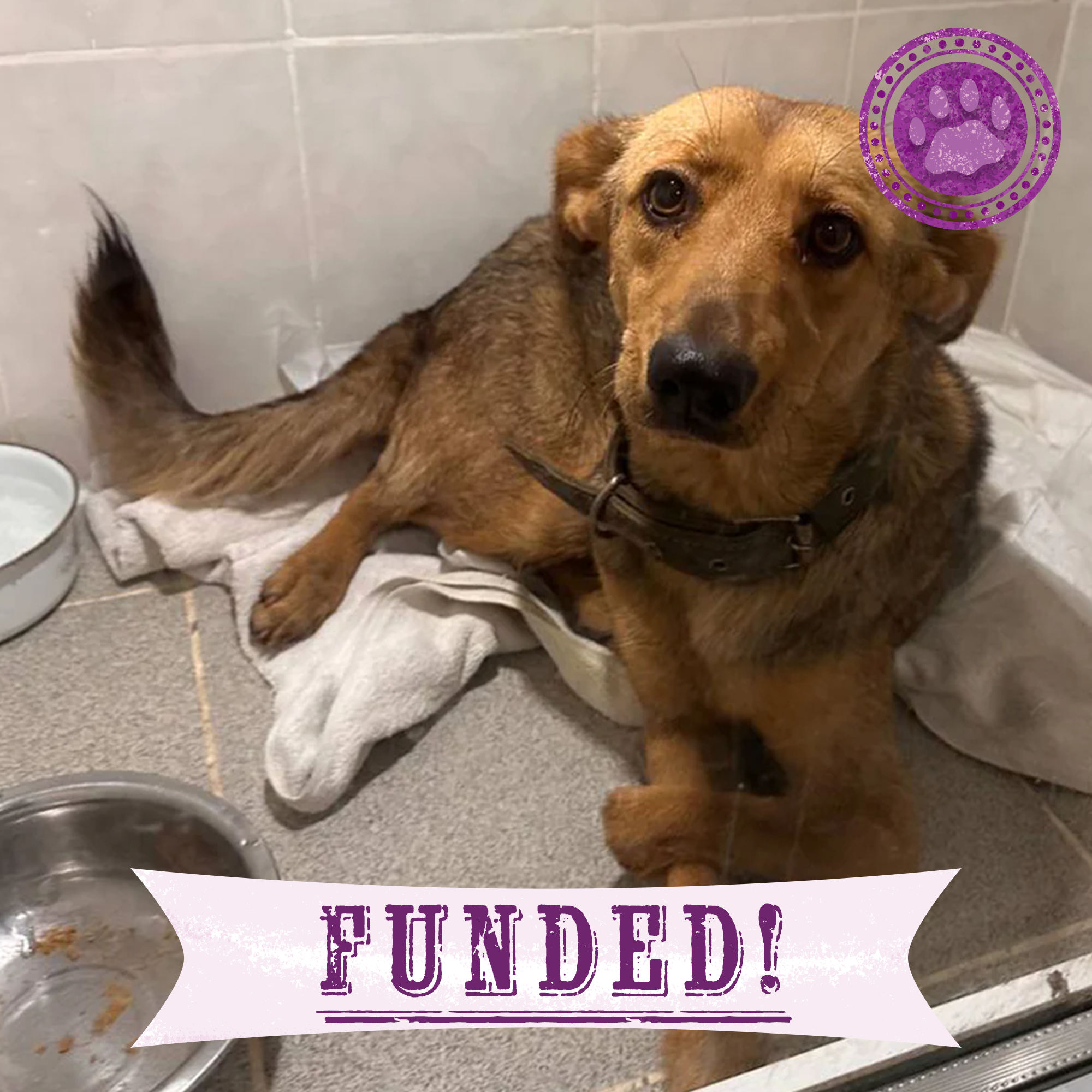 Funded: Give Zara the Chance to Walk Again、mySite、camillekostekn