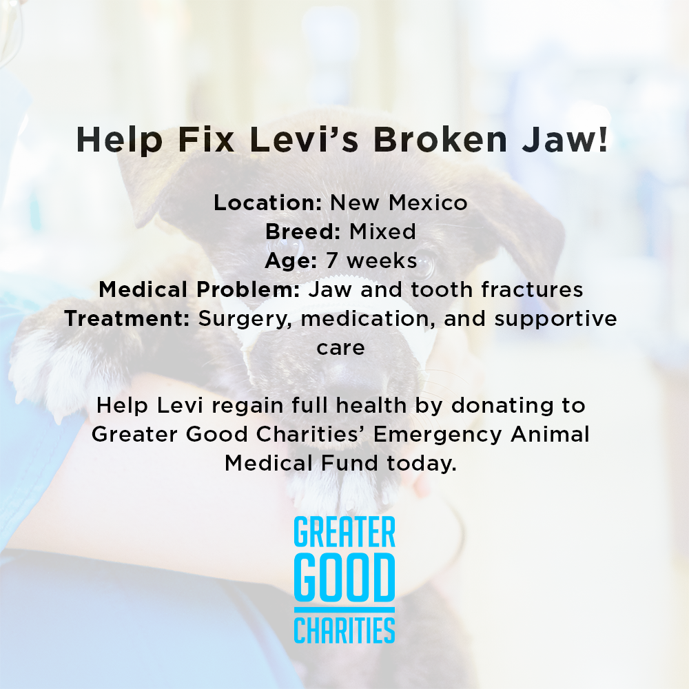 Funded: Help Fix Levi��s Broken Jaw、mySite、camillekostekn