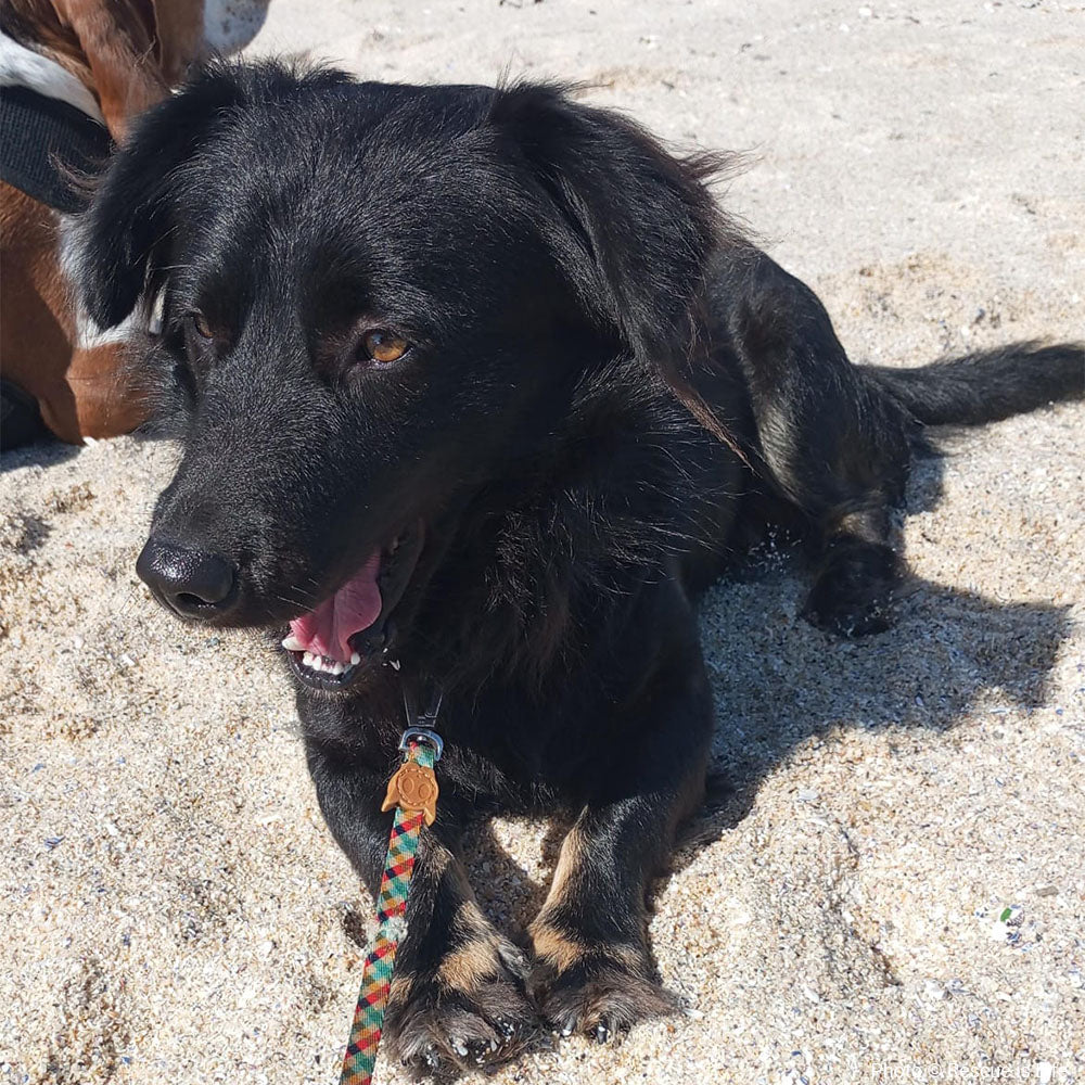 Funded: Help Botley Recover After Being Hit by a Car、mySite、camillekostekn