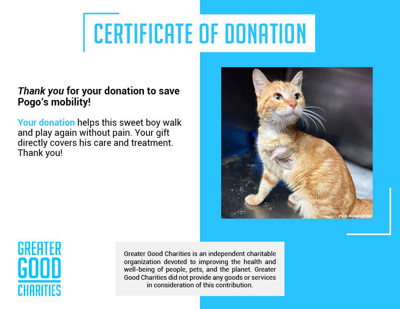 Funded - Help Pogo Walk Again、mySite、camillekostekn