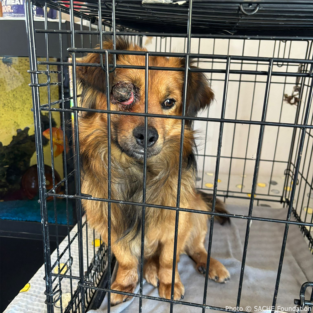 Funded: Support Desmond's Recovery After Traumatic Eye Injury、mySite、camillekostekn