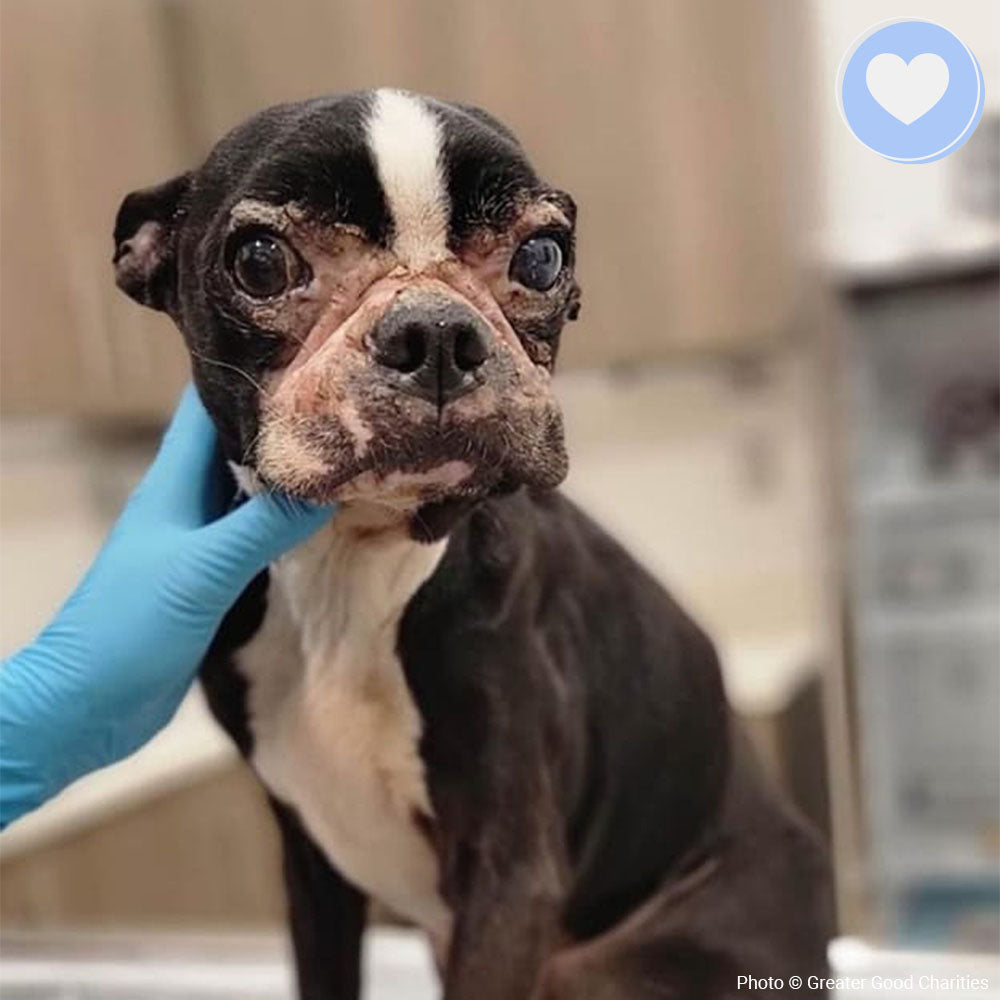 Funded: Help Sick Marlon Get the Treatment He Needs、mySite、camillekostekn