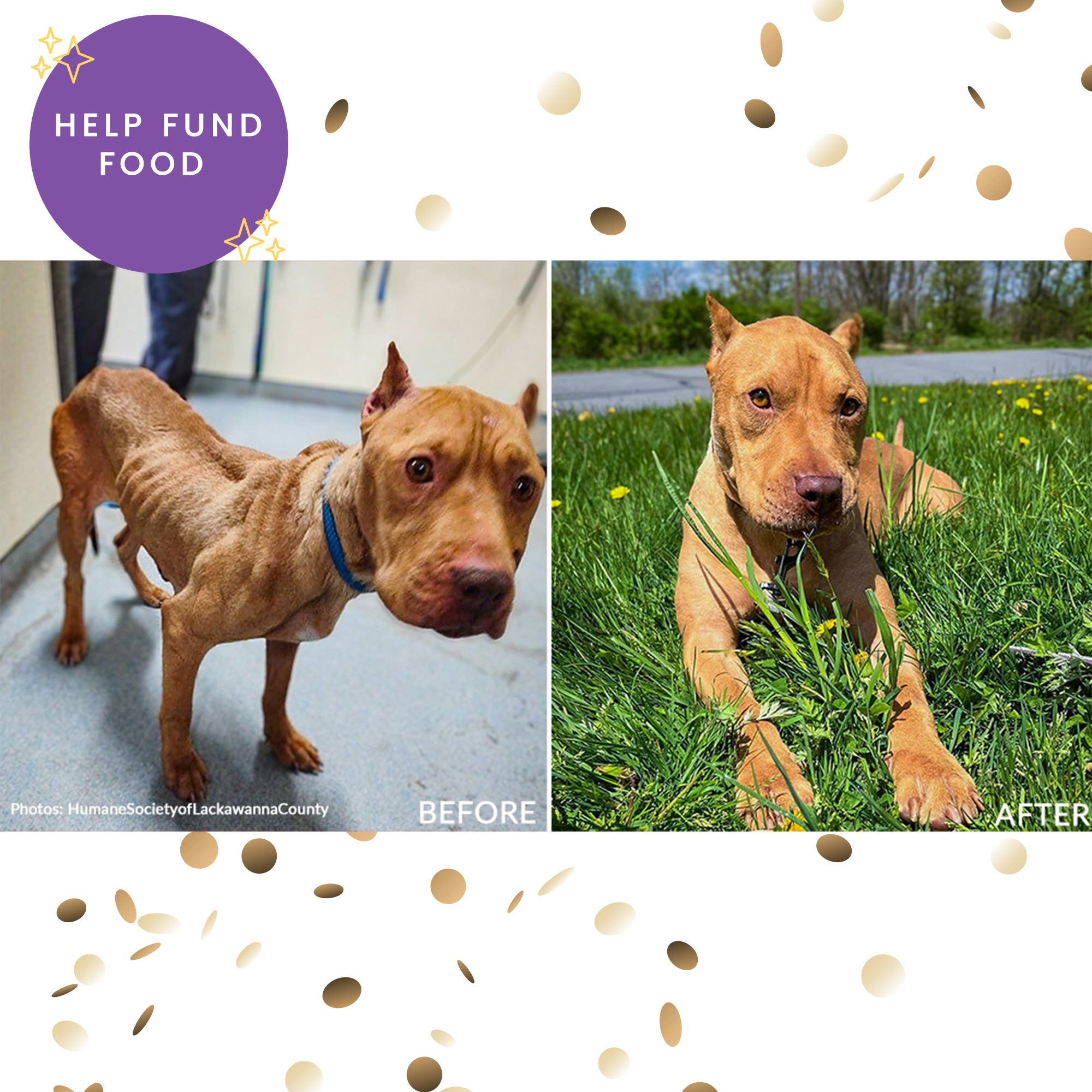 Help Shelter Pets Get Ready for Their Homecoming、mySite、camillekostekn