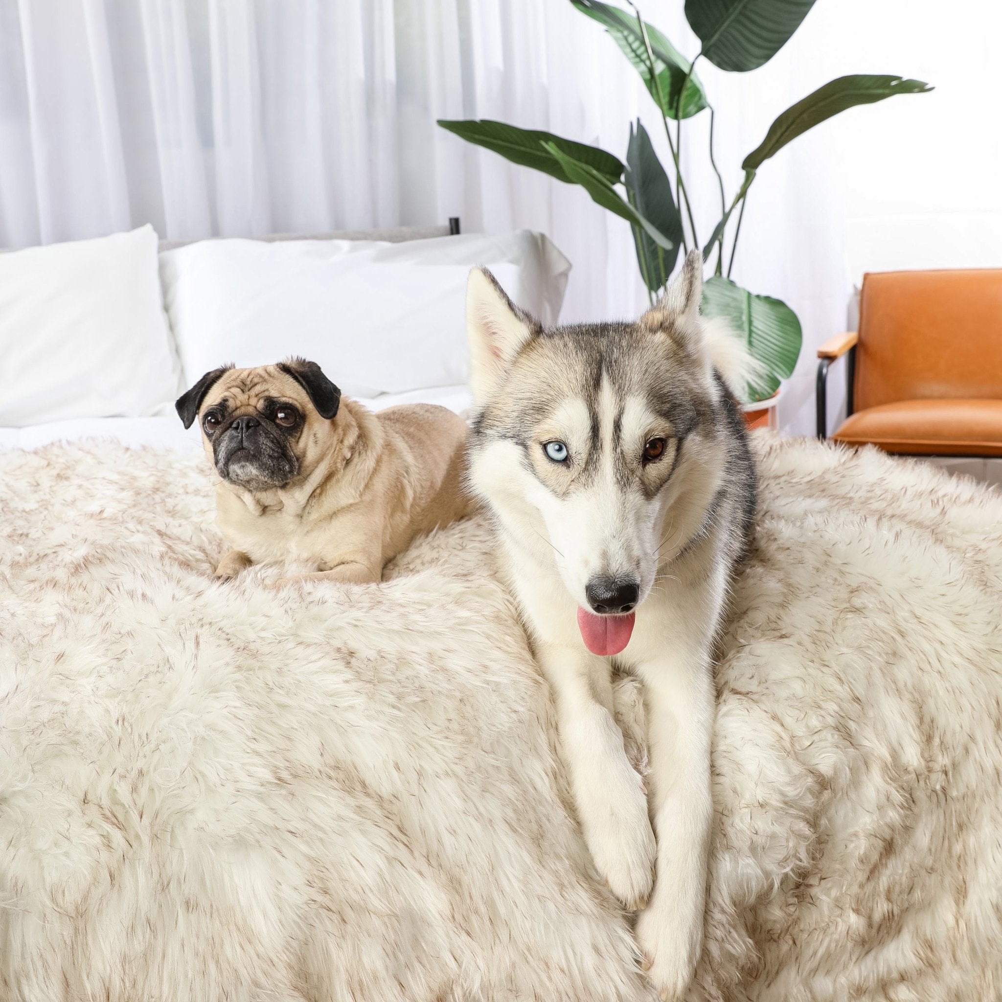 PupProtector™ Waterproof Throw Blanket - White with Brown Accents、mySite、solidvoid