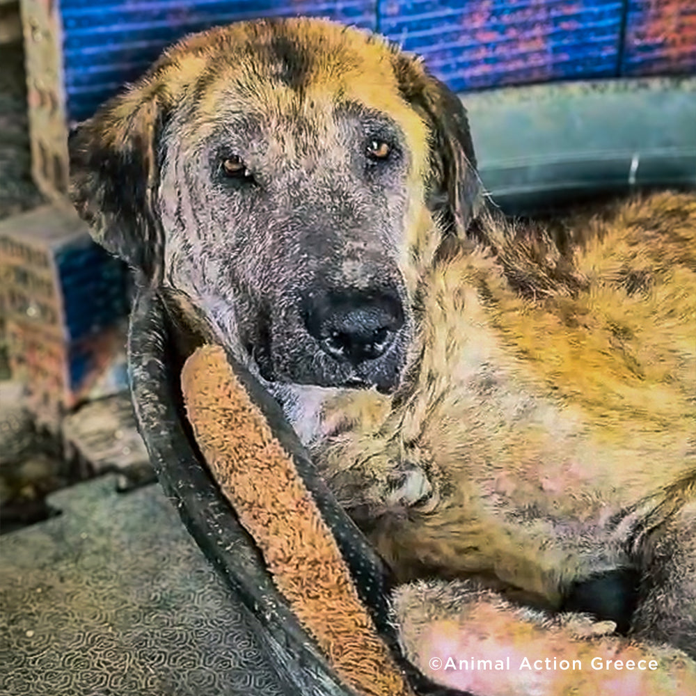 Funded: Senior Dog, Grandpa, Was So Sick He Couldn't Move、mySite、camillekostekn