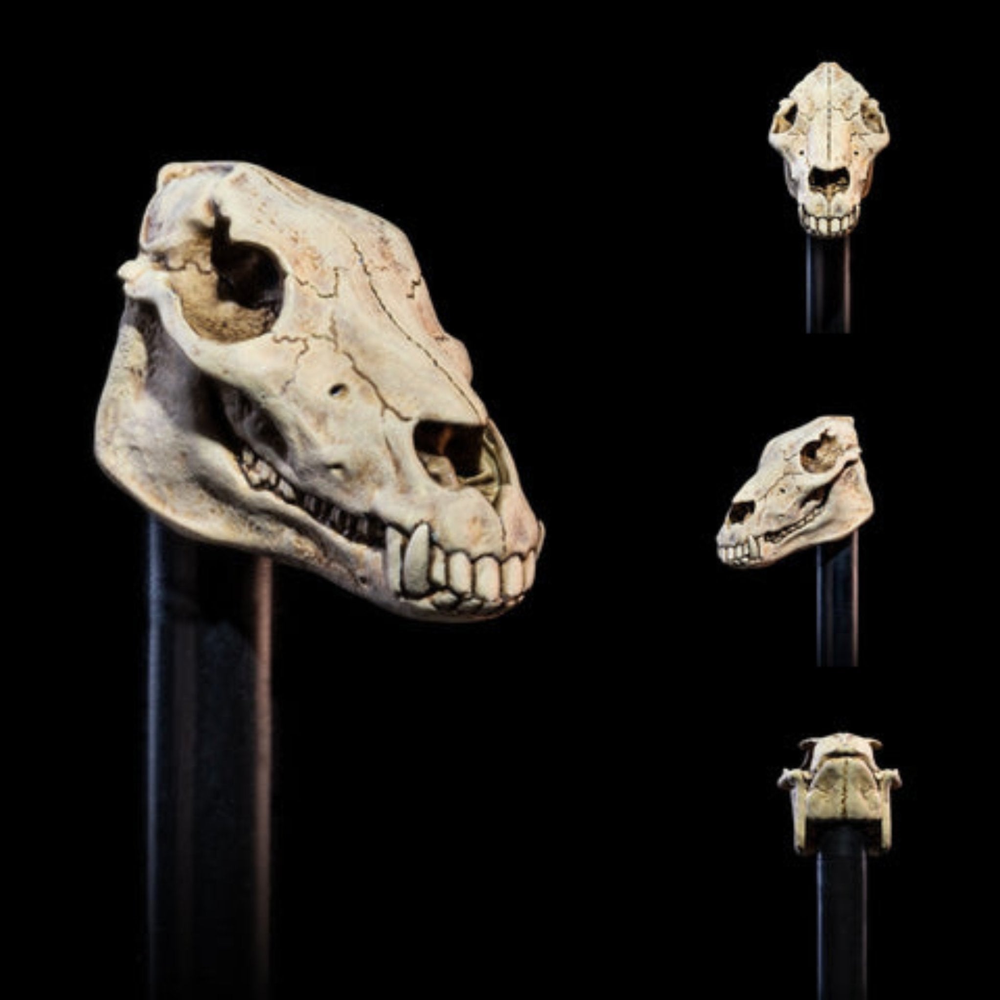 Mythic Legions Undead Heads Pack、mySite、hgirdovlk