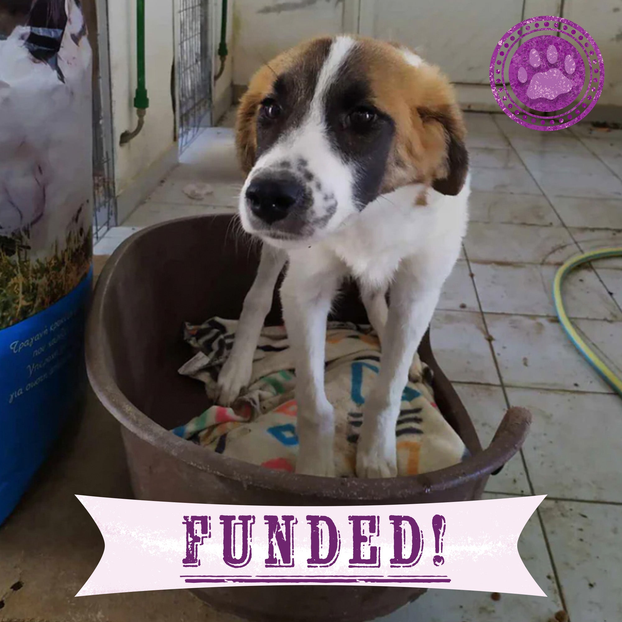 Funded: Persephone Deserves A Shot At A Good Life、mySite、camillekostekn