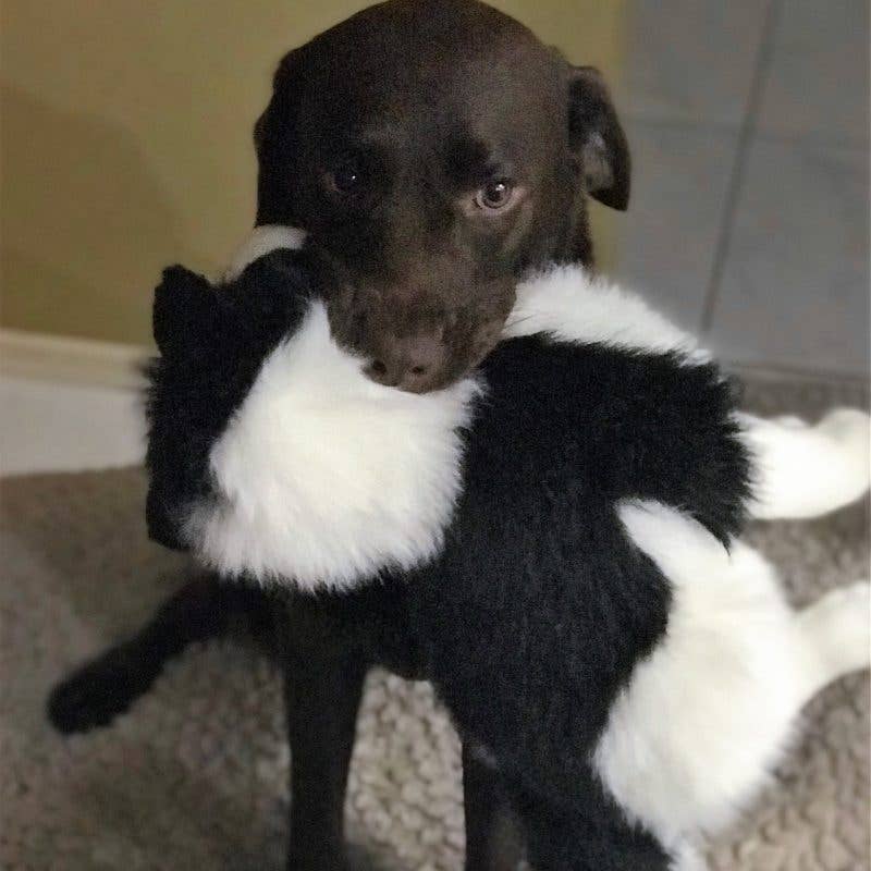 Realistic Large Size Handmade Eco-friendly Plush Border Collie Size 35cm/14 Sitting、mySite、g9winljtr