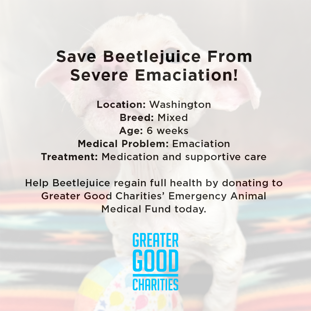 Funded: Save Beetlejuice From Severe Emaciation、mySite、camillekostekn