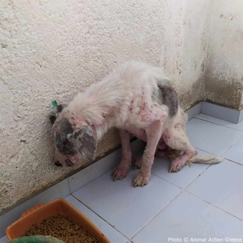 Funded: Help Ghost Recover From Painful Skin Infection、mySite、camillekostekn