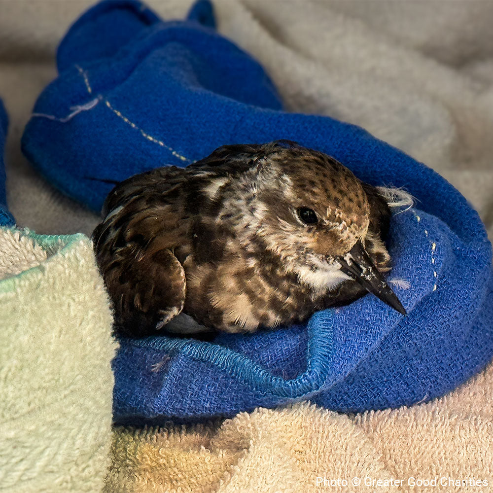 URGENT: Help Wildlife Affected By Recent Hurricanes、mySite、camillekostekn