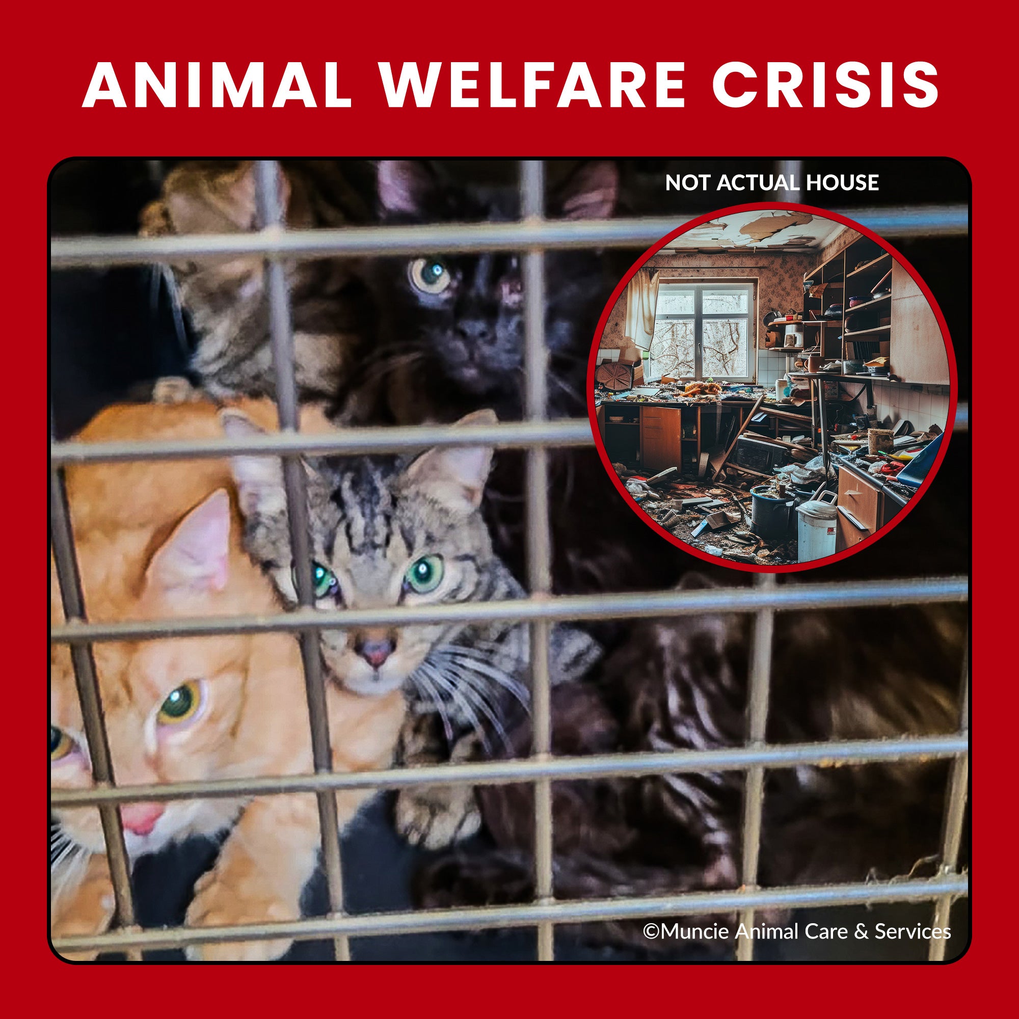 Funded: Help 20 Neglected Cats, Abandoned in Squalid House、mySite、camillekostekn