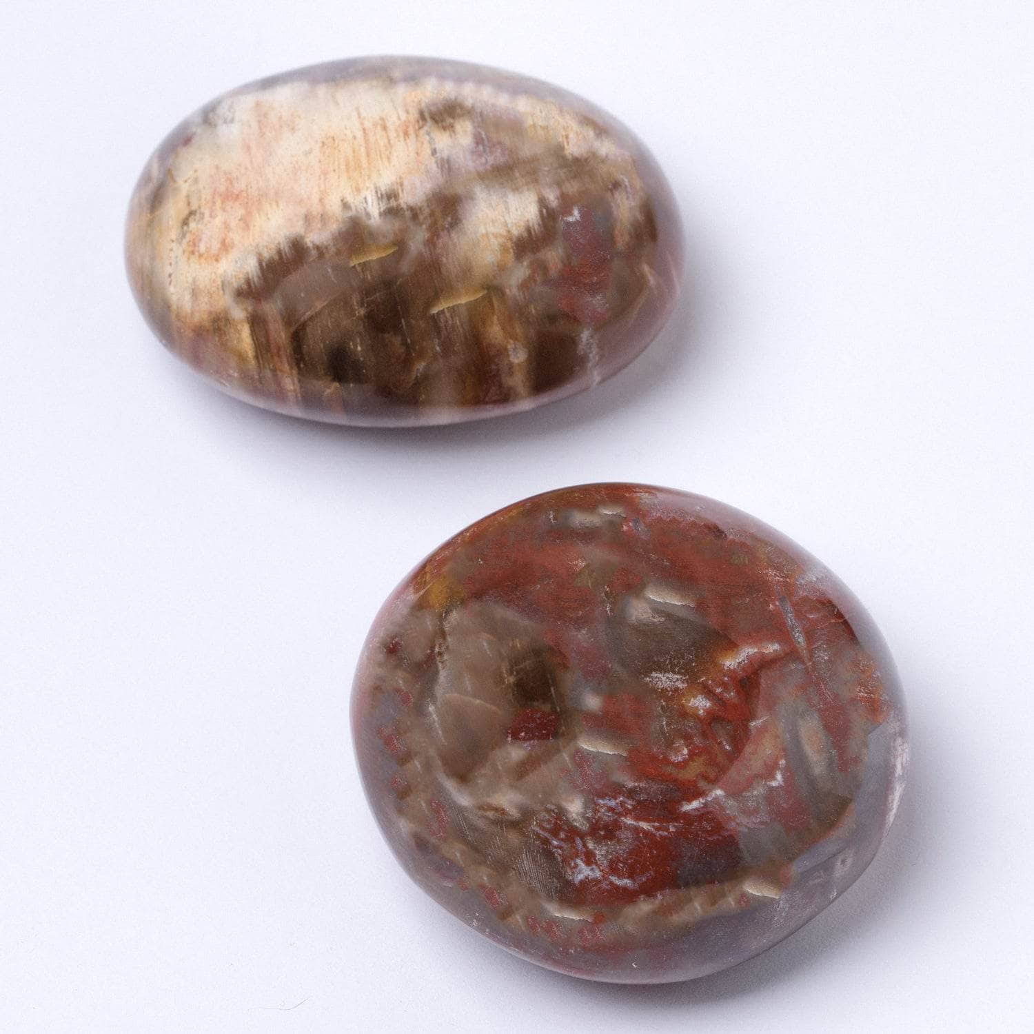 Petrified Wood Palm Stones - AAA Premium Quality、mySite、hinf8tx79