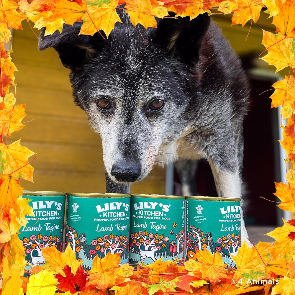 Thanksgiving Pet Food Drive | Help Feed 1 Million Shelter Pets、mySite、camillekostekn