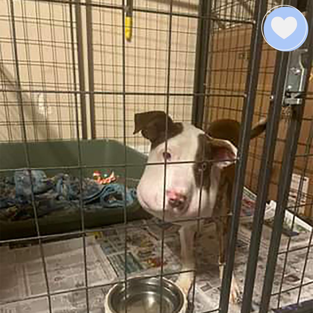 Funded: Help Polly Heal in Peace、mySite、camillekostekn