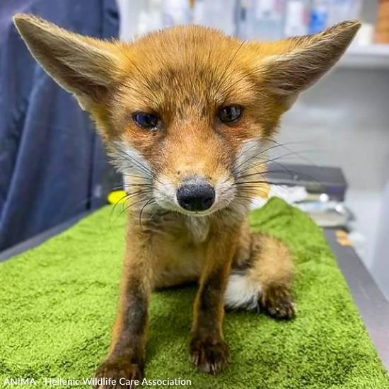 Funded: Emaciated, One-Eyed Fox Cub Needs Love & Care、mySite、camillekostekn