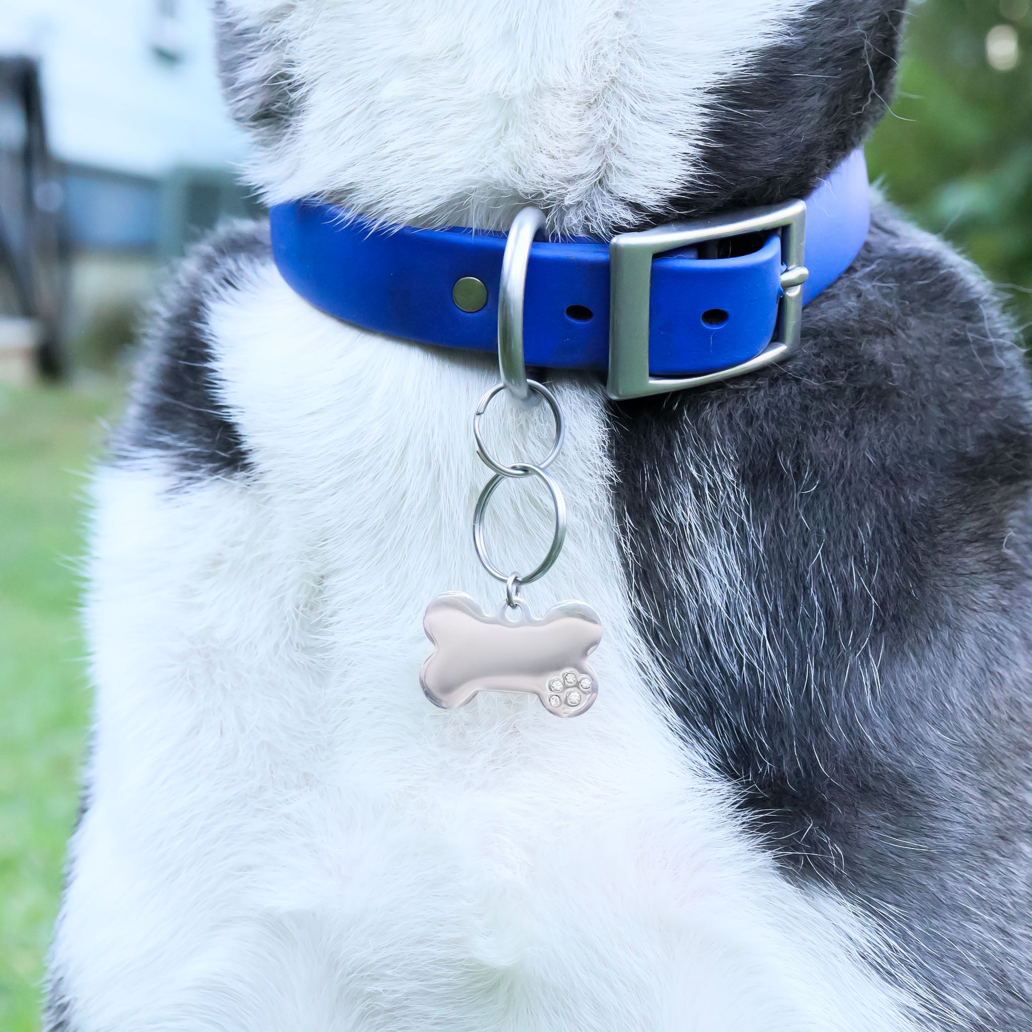 18K Gold PVD Blank Stainless Steel Dog Bone with CZ Stone Paw Pet Tag / PDL0169、mySite、dreamappss