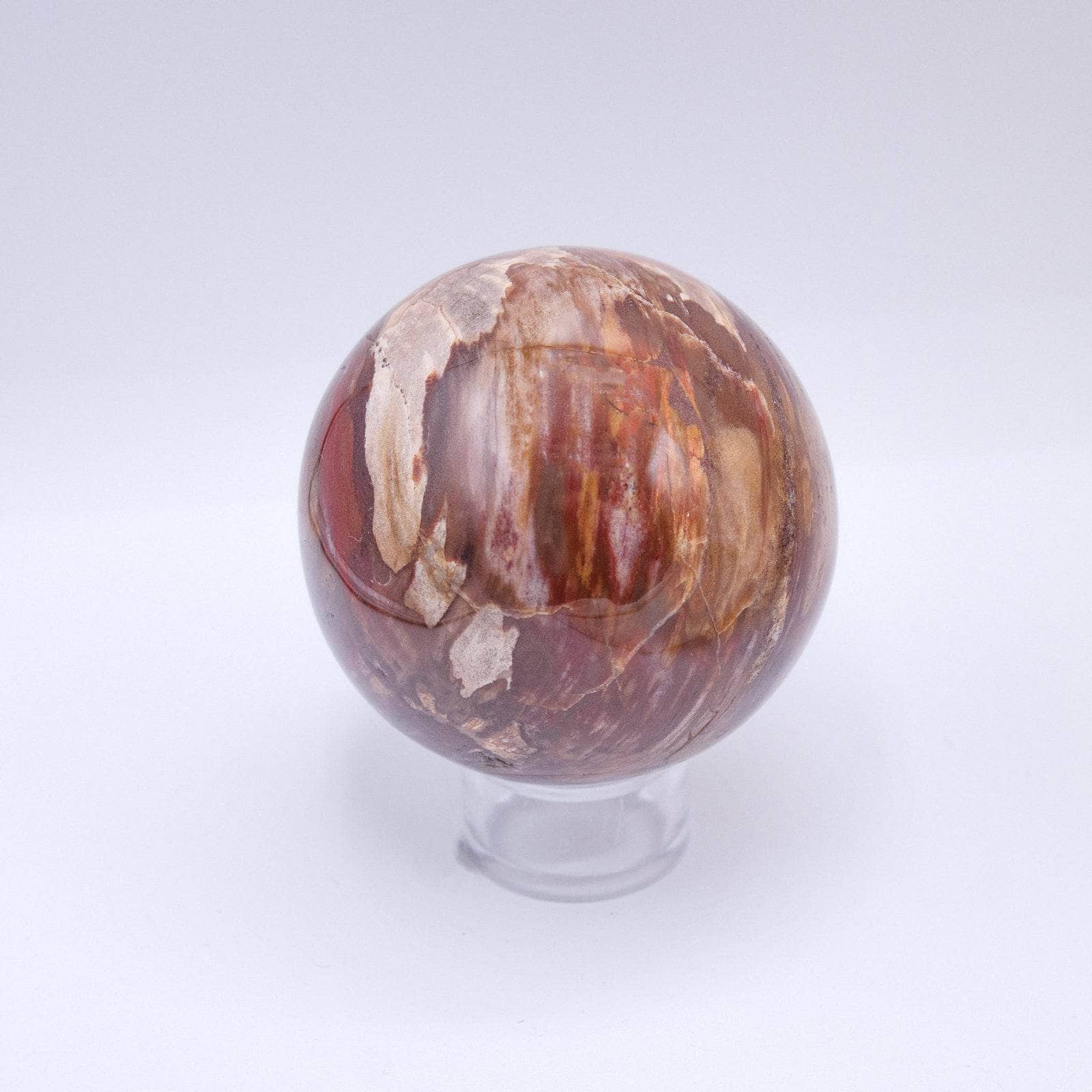 Petrified Wood Sphere - AAA Premium Quality、mySite、hinf8tx79